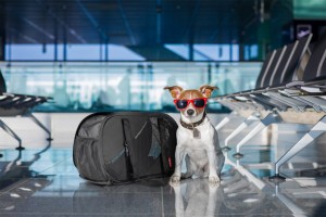 Transporter składany Ibiyaya Flying Pal czarno-czerwony